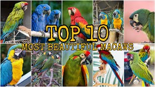 TOP 10  MOST BEAUTIFUL MACAWS [upl. by Enirroc735]