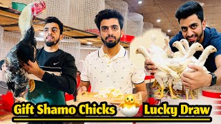 Gift Shamoo Chicks 🐣 for YouTube Family [upl. by Bywoods]