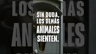 Los animales sienten al igual que tú 💔 asado carne animales [upl. by Ydda]