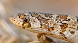 The Farting Snake Western Hooknose Snake [upl. by Olson]