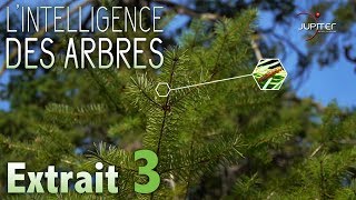 LIntelligence des Arbres  Extrait 03  VF [upl. by Yniar641]