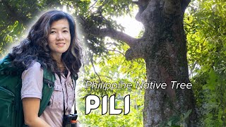 PhilippineNativeTrees Pili 𝘊𝘢𝘯𝘢𝘳𝘪𝘶𝘮 𝘰𝘷𝘢𝘵𝘶𝘮 [upl. by Dorehs]