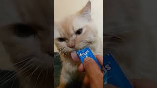 catfood drools chicken paste liked by cat [upl. by Okiruy31]