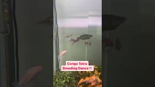 Congo Tetras SECRET Breeding Dance [upl. by Lledal]