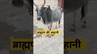 ब्राह्मण की कहानी cowvideos animallover gausewa shortsfeed viralshort tranding motivationyt [upl. by Rauch]