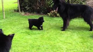 Groenendael puppies playing [upl. by Craggy]