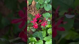 Flowers of Plumbago indica [upl. by Syl]