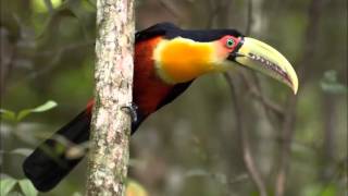 Tucán Pico Verde Cantando Sonido para Llamar El Mejor [upl. by Nogas]