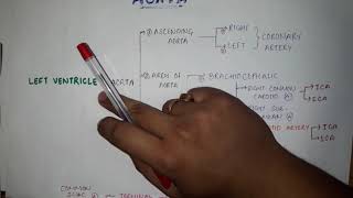 PARTS OF AORTA WITH BRANCHES  HINDI  ANATOMY  THORAX  ARCH OF AORTA [upl. by Yemirej287]