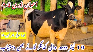 Awan Dairy Farm Top Class Australian Fresian Cows Cows For Sale Today Khangar Cows For Sale [upl. by Yellac700]