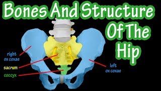 Bones Of The Hip  Structure Of The Hip  Pelvic Girdle Anatomy  Bones Of The Pelvis [upl. by Orelia]