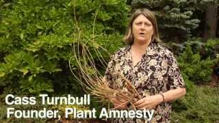 How to Prune Magnolias  Instructional Video w Plant Amnesty [upl. by Paige308]