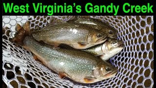 Trout Fishing West Virginias Gandy Creek [upl. by Modesta]