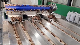 TAIHO Pecan Sorting and Grading Solution Customer Site Showcase [upl. by Lil]