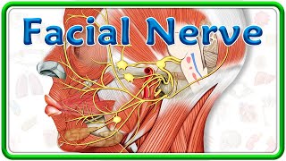 Facial Nerve Anatomy Animation  Nuclei Course Branches and Facial nerve Palsy  USMLE Step 1 [upl. by Reywas504]