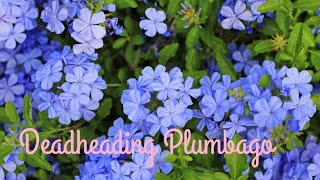 How to deadheadprune plumbago video  rachelshomeandgarden3348 [upl. by Upali253]