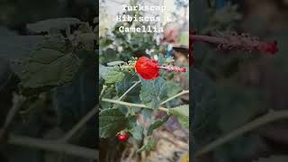 Turkscap Hibiscus 🌺 and Pink Camellias gardening flowers nature gardenthumb plants [upl. by Eillac84]