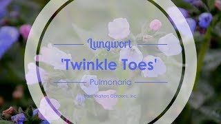 Twinkle Toes Lungwort  Walters Gardens [upl. by Cooley24]