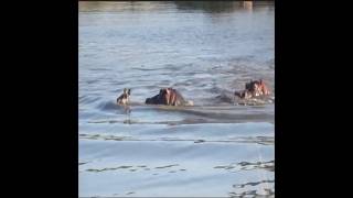 A waterbuck escapes from wild dogs and is cornered by a hippopotamus animals hippopotamus [upl. by Eiramac416]