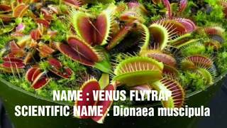 Scientific Names Of Insectivorous Plants  Scientific Names Of 10 Insectivorous Plants [upl. by Abad]