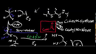 Biochemistry  Pyruvate Dehydrogenase [upl. by Llertac]