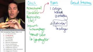 Connective tissue amp integument 2 CT structure [upl. by Adle]