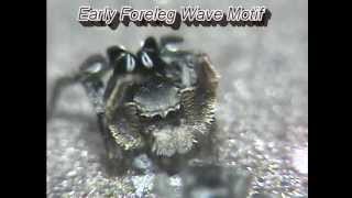 Jumping spider mating dance and song Habronattus schlingerii [upl. by Angie424]