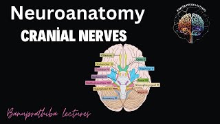 Cranial nerves  Neuroanatomy [upl. by Nelubez]