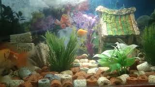 Update fish tank fish pets happiness [upl. by Laith296]