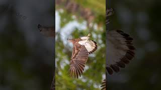 Nature of Kilinochchi Greyheaded fish eagle வன்னி SriLanka nature Eagles bird wildlife [upl. by Lede]