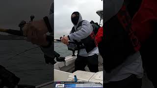 Halibut Trolling 20 Minutes In and Boom Fish On San Francisco Bay Paradise Cove [upl. by Lethia]