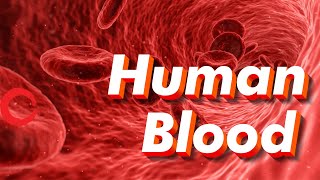 Human Blood rbc wbc plasma platelets  Life processes Class 10 Science Biology [upl. by Swithbert798]