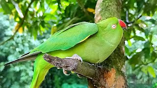 Female Parrot Mating Behaviour  Parrot Mating Sounds [upl. by Edieh284]