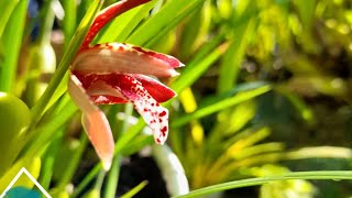 max ten  maxillaria tenuifolia fragrantflowers coconutorchid [upl. by Naawaj702]