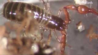 Pseudoscorpion breeding [upl. by Guglielma513]