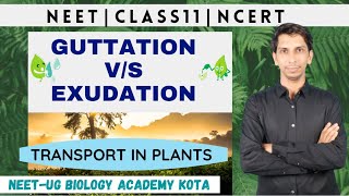 GuttationExudation  Transport in Plants  Biology Class11 chapter11  Plant Physiology  NCERT [upl. by Affer]