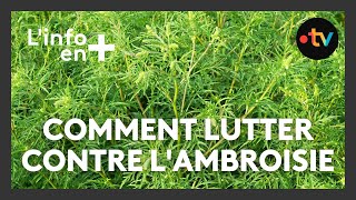 Linfo en plus  comment lutter contre lAmbroisie [upl. by Eesyak]