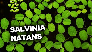 SALVINIA NATANS  Scheda e Consigli di Coltivazione [upl. by Tcideneb]