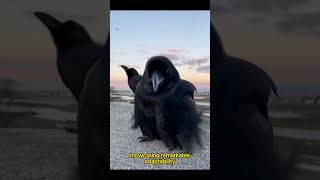 5 Unique Facts Crows The Smartest Bird You Didnt Know Before shorts [upl. by Yelram156]