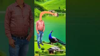 Artificial peacock water transport to rescue drought special effects funny shorts comedy [upl. by Nosreip]