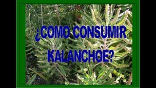 COMO CONSUMIR KALANCHOES 🌿 DK 21 🌿 [upl. by Aigil428]