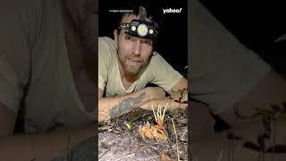 Terrifying footage shows tarantula infected with reallife ‘zombie fungus’  yahooaustralia [upl. by Revart508]