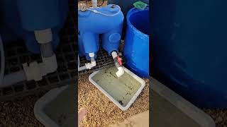 Steps to Clean Aquaponic Fish Tank Bead Filter [upl. by Griffie]