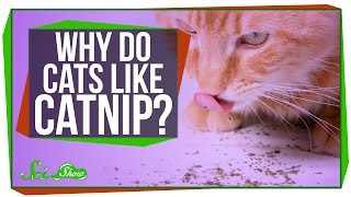 Why Do Cats Like Catnip [upl. by Akaya]