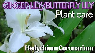 How To Grow amp Care For White Ginger Lily  Butterfly Lily  Hedychium coronarium [upl. by Eisle38]