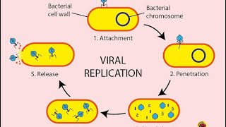 Viral replication cycle  virology [upl. by Owen]