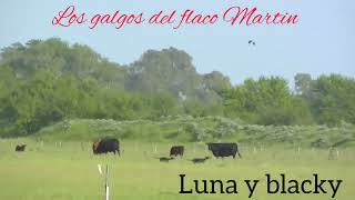 GALGOS vs LIEBRES 2023  LUNA Y BLACKY VS LIEBRES [upl. by Assiron]