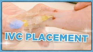 Intravenous Catheter Placement Lateral Saphenous [upl. by Retloc762]