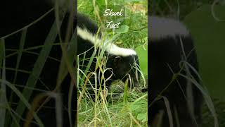 3 Skunks Facts  Skunks Stinky SnakeEating Omnivores [upl. by Jandel]