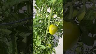 Aphid attack on Tomato plants aphids tomatoes tomato vegetablegarden growyourownfood [upl. by Leirua405]